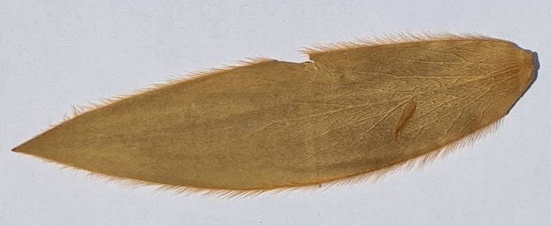 closeup_of_leaf20241221_144324.jpg closeup_of_leaf20241221_144324.jpg