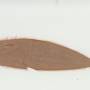 beautiful_material_leaf_scan_20241206.jpg