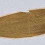 closeup_of_leaf20241221_144324.jpg